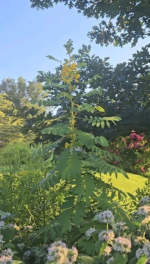 American senna (Senna hebecarpa) Seed Pack ~50 Seeds Pennsylvania Ecotype gallery