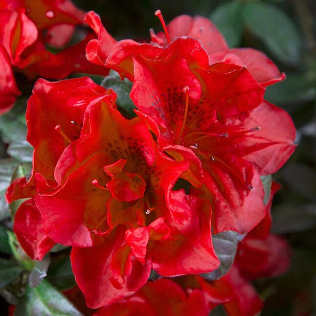 ~~ENCORE AUTUMN FIRE~~Azalea Deciduous Well Rooted Starter Plant~~DEEPEST RED! gallery