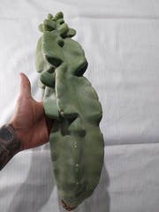 Totem Pole Cactus Large Cutting 17″ 4.5 Lbs *EXACT SPECIMEN*
