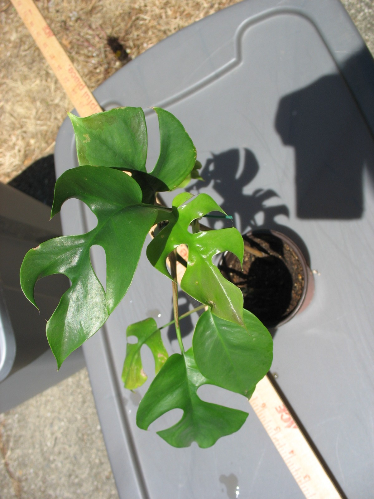 MONSTERA GINNY in 3.5" Pot | Mini Split Leaf | Live HousePlant | Tetrasperma gallery