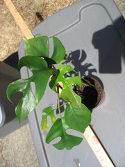 MONSTERA GINNY in 3.5″ Pot | Mini Split Leaf | Live HousePlant | Tetrasperma