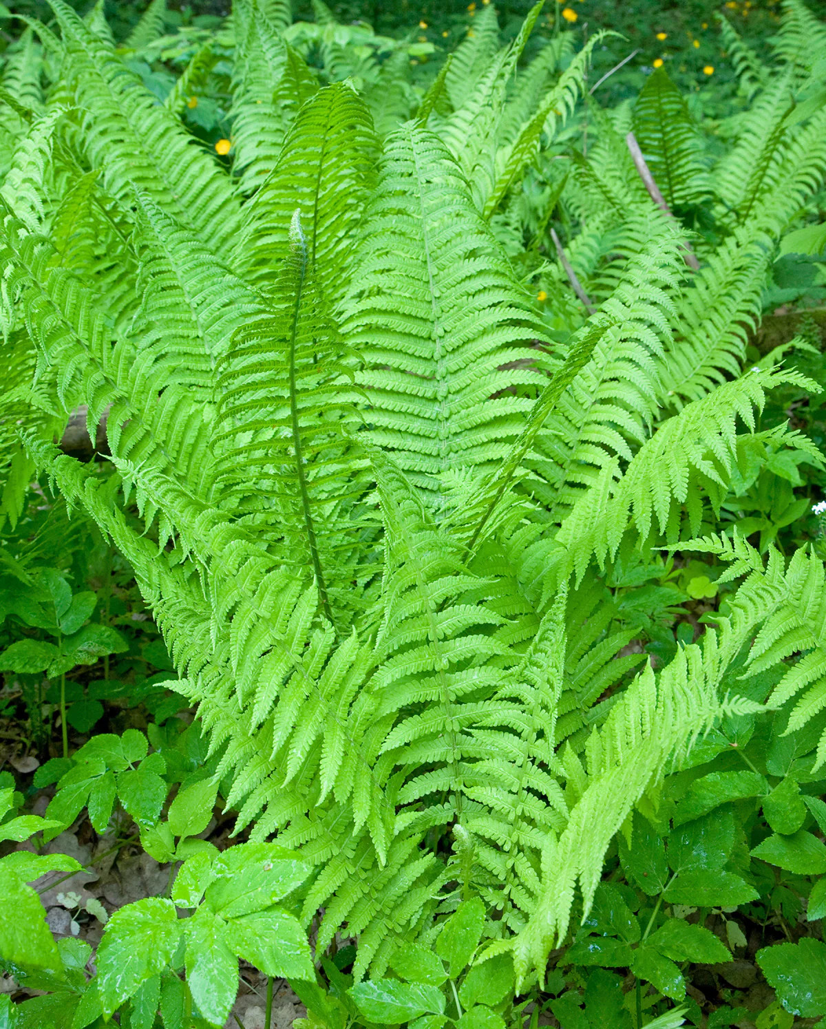 Lady Fern - 3 root divisions gallery