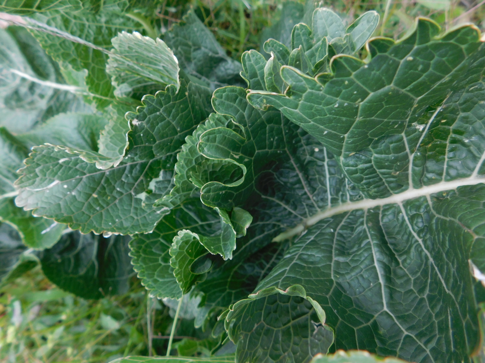 ORGANIC HORSERADISH ROOTS SEEDLINGS 2 PLANTS GROW YOUR OWN ANYTIME OF YEAR! gallery