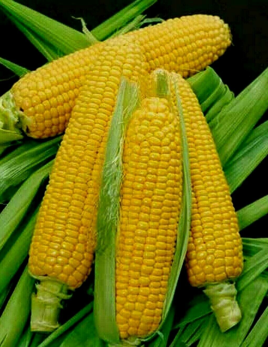 Golden Bantam Sweet Corn Seeds, NON-GMO, ORGANIC, HEIRLOOM gallery
