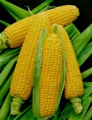 Golden Bantam Sweet Corn Seeds, NON-GMO, ORGANIC, HEIRLOOM