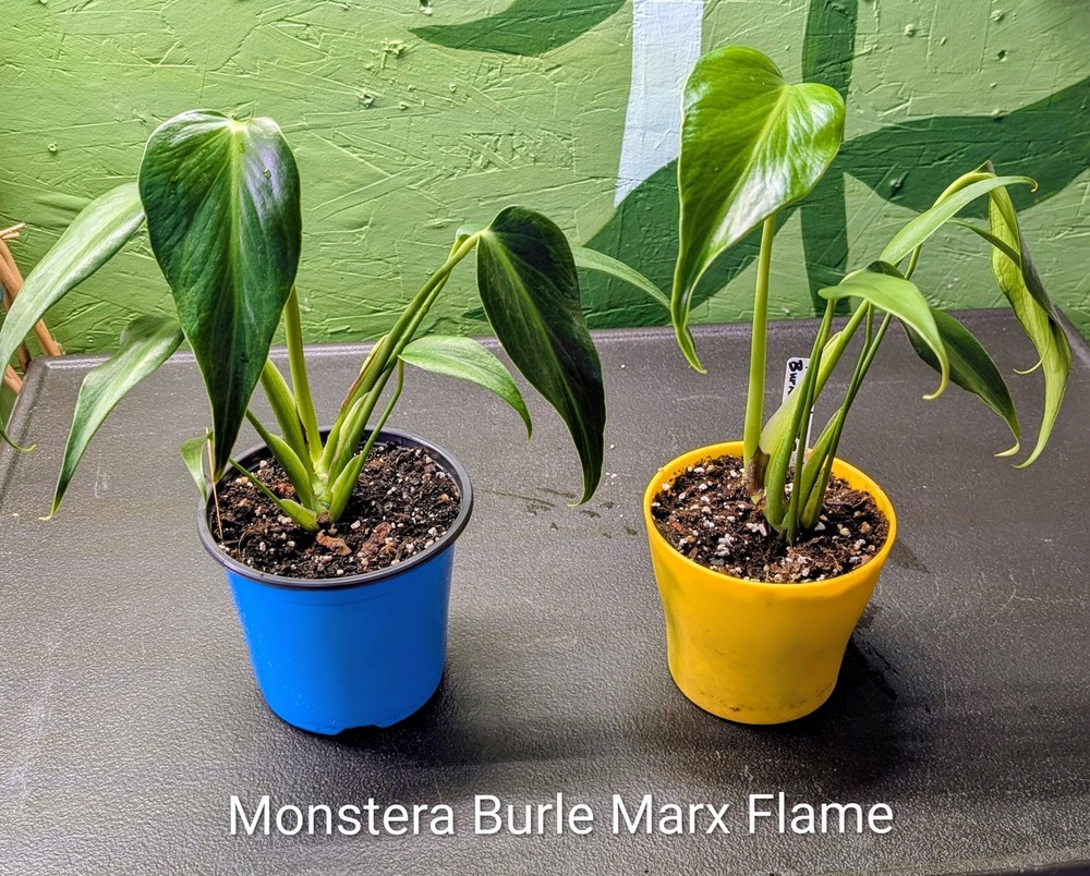 Monstera Burle Marx Flame