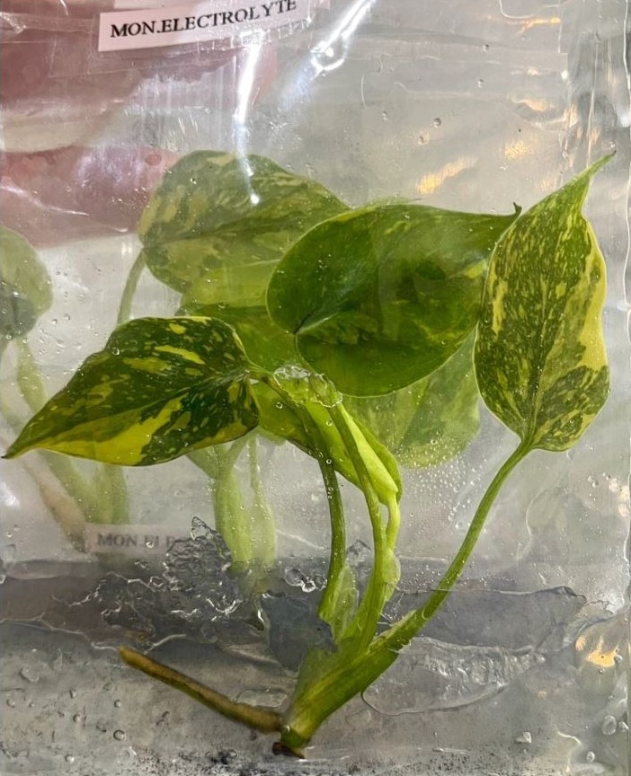 Monstera Electro Light Tissue Culture Plantlet | Rare Variegated Monstera TC Sta gallery