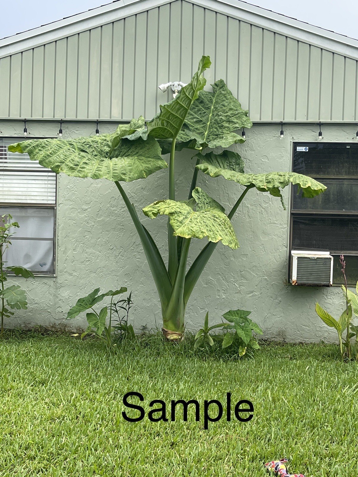 “Giant Taro” Colocasia Elephant Ear Plant 20 Bare Root Guaranteed Growth gallery