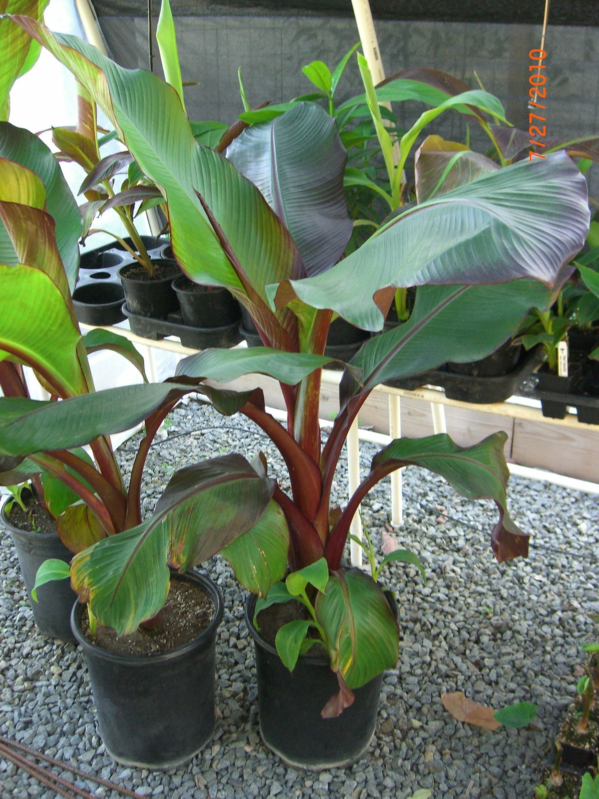 Ensete Maurelii - Red Abyssinian Banana - 12-14 Inches tall gallery