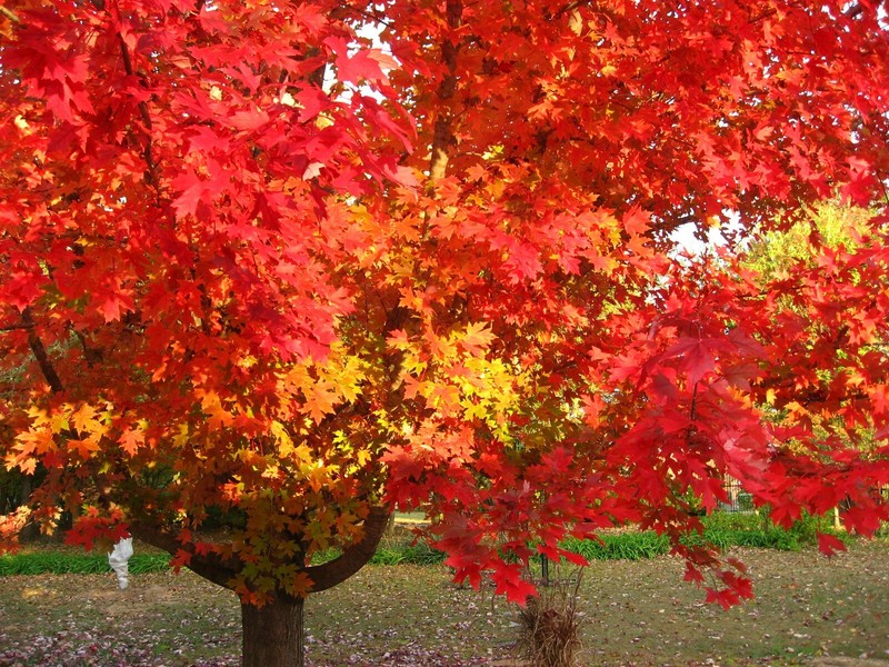 Red Maple, Acer rubrum, (Northern Source) Tree Seeds (Fast, Fall Colors) gallery