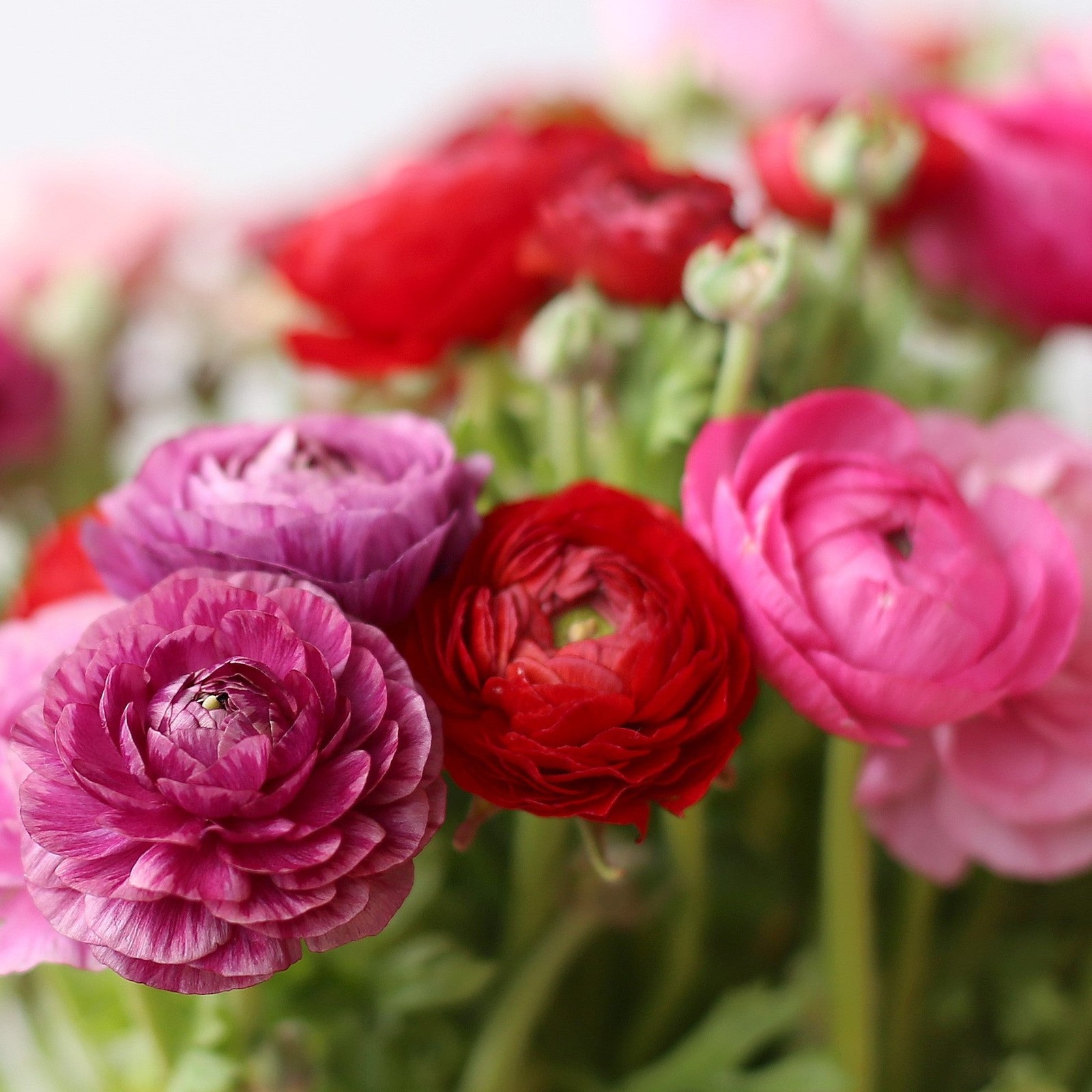 Ranunculus Buttercup Very Berry Collection 30 Bulbs - Spring Blooms in Sun gallery