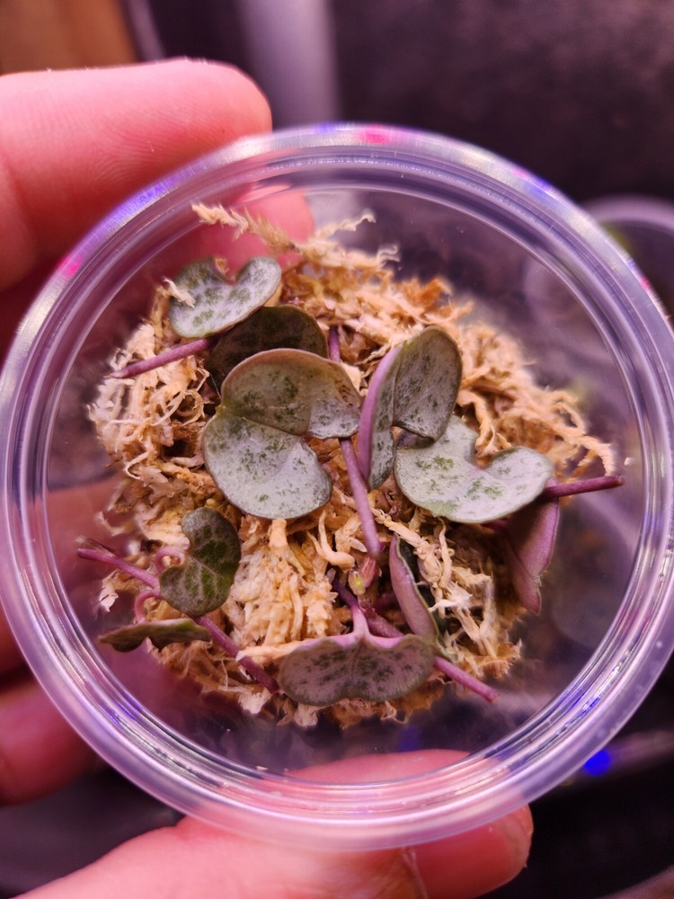 String Of Hearts Silver Glory Propagation Kit