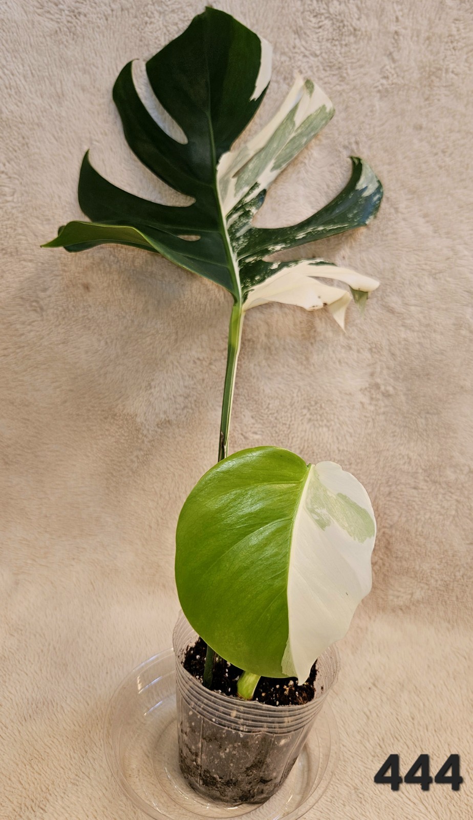 Highly Variegated Monstera Albo Half Moon Premium Variegation gallery