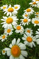 German chamomile ,Heirloom, NON-GMO, 1000+ German chamomile Seeds