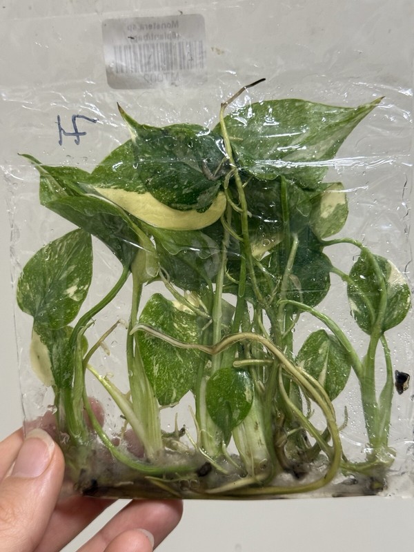 6 Variegated Monstera Thai Constellation TC Bag gallery