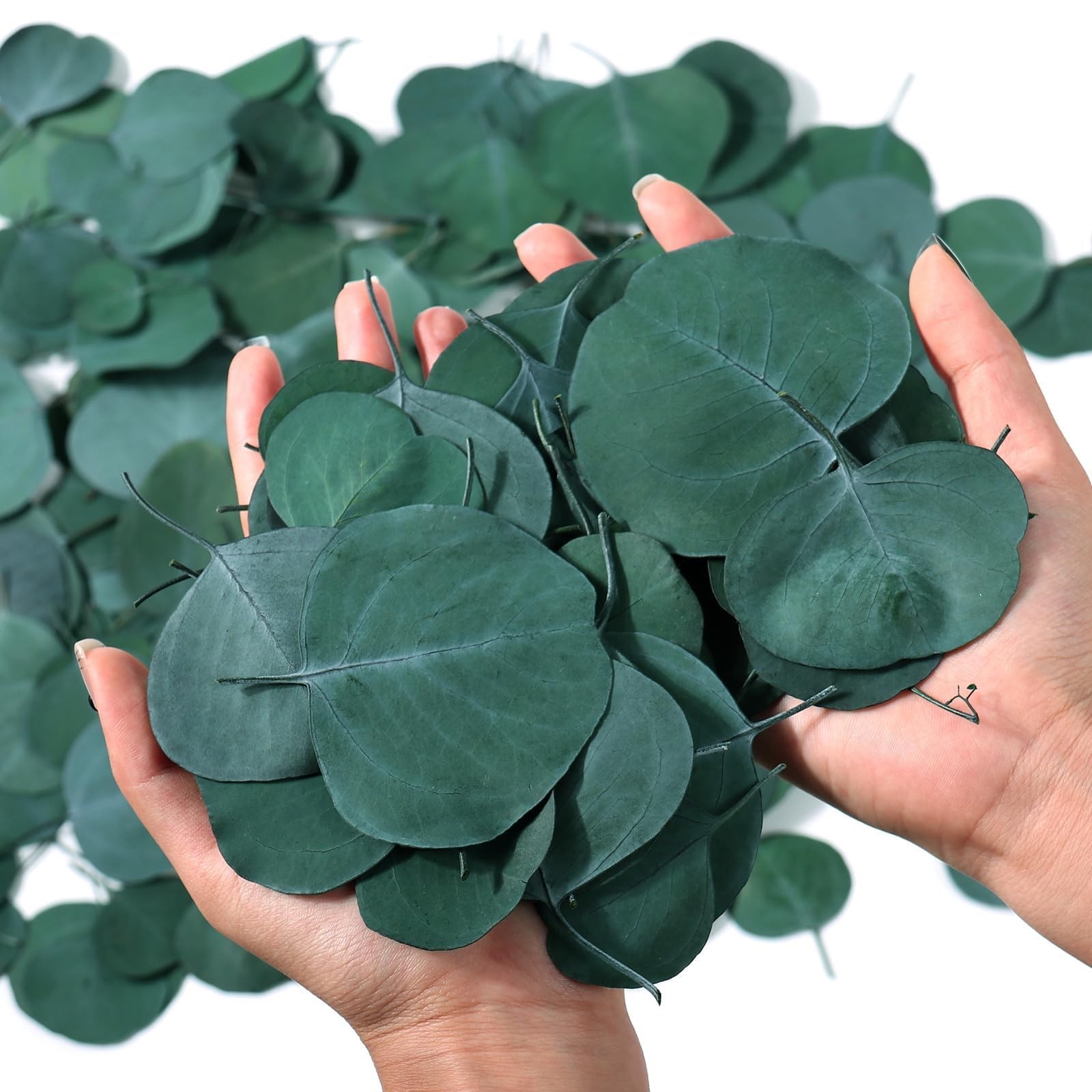 400+ Natural Dried Eucalyptus Leaves Bulk Green Petals Wedding Decor 6oz Biodeg gallery