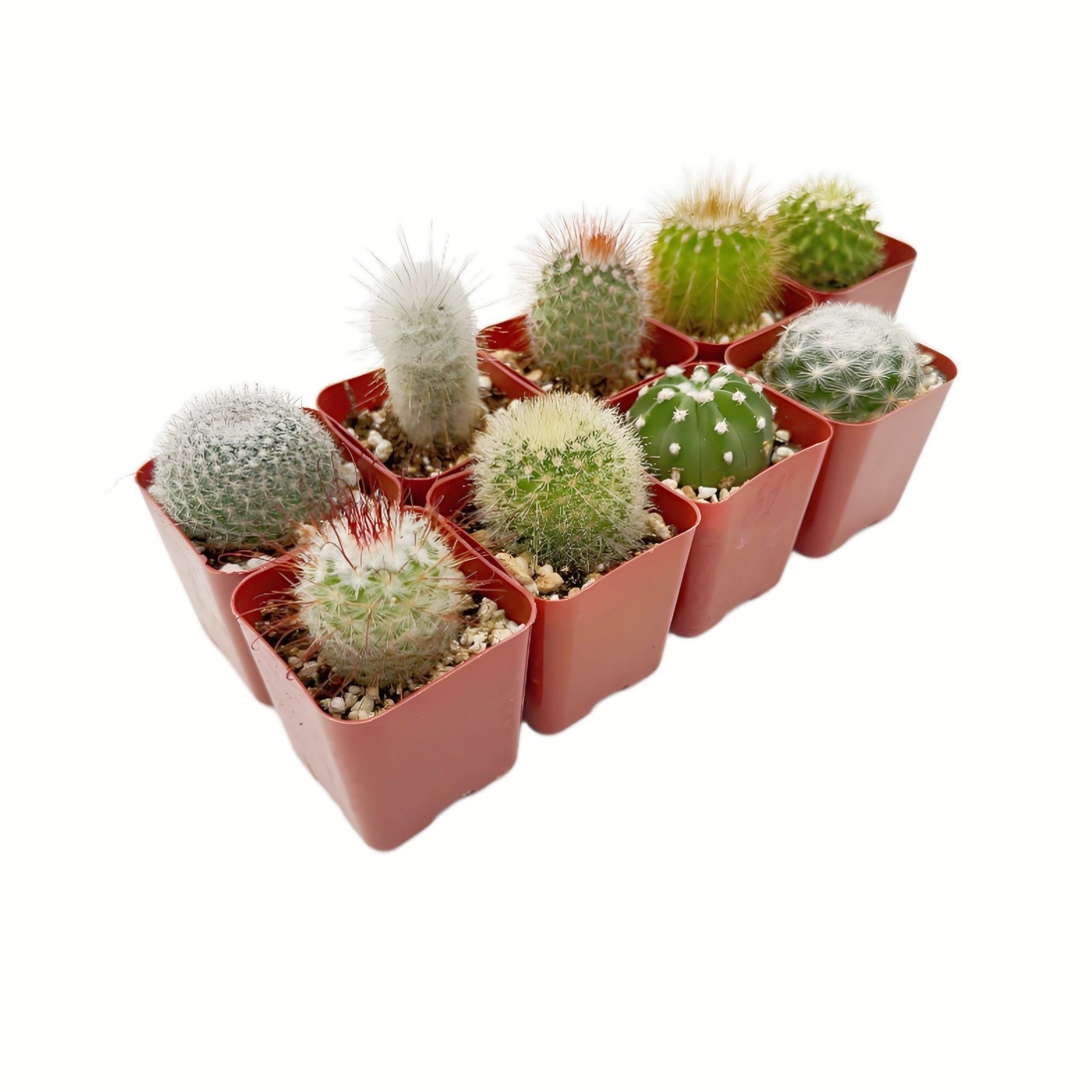 Live Cactus Real Succulent Cacti Indoor Outdoor Plants (Collection of 9) gallery