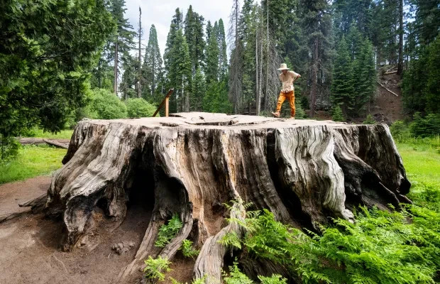 Giant Sequoia Seeds (Sequoiadendron giganteum) – 50 Seeds – 2025 Harvest gallery
