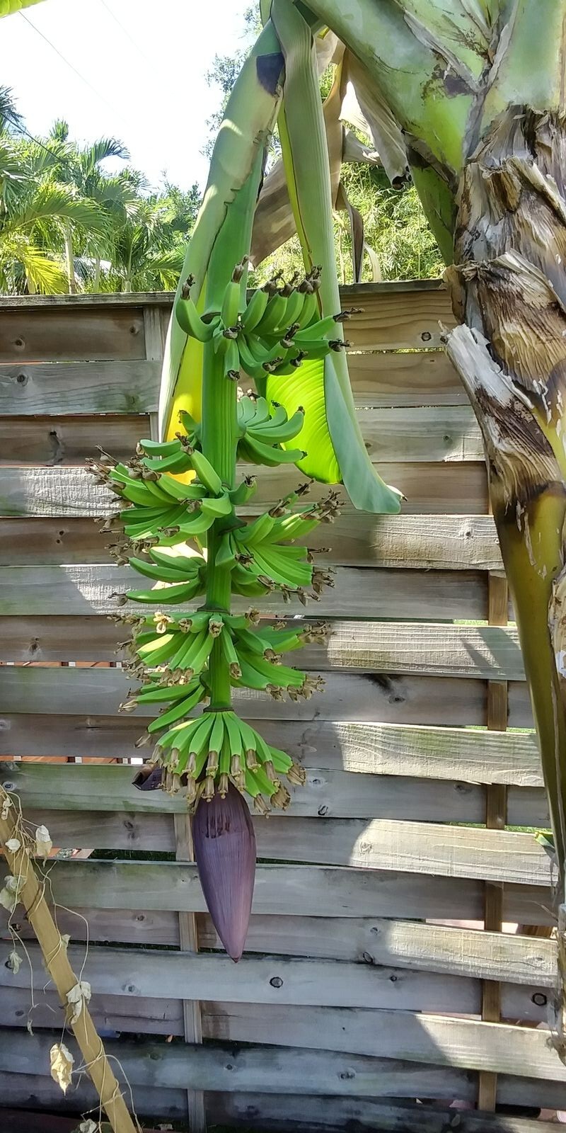 Musa - Dwarf Cavendish - Banana Tree gallery