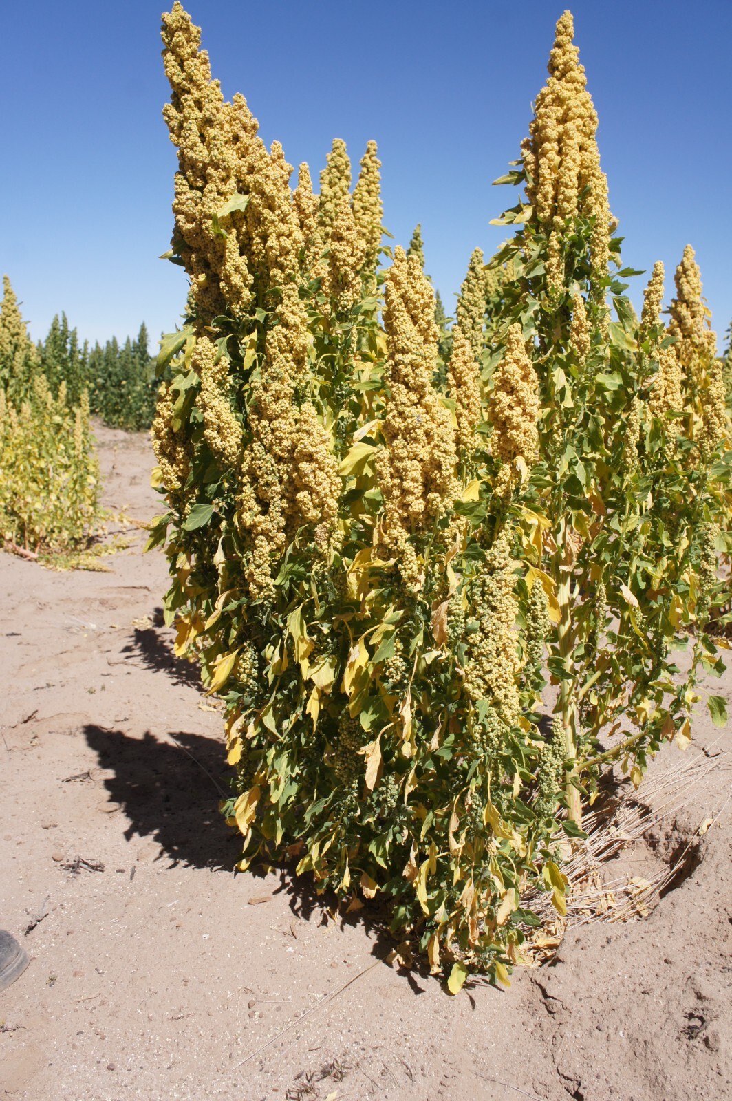 150 Brilliant Rainbow Quinoa Seeds - Chenopodium quinoa - Non-GMO Ancient Grain! gallery