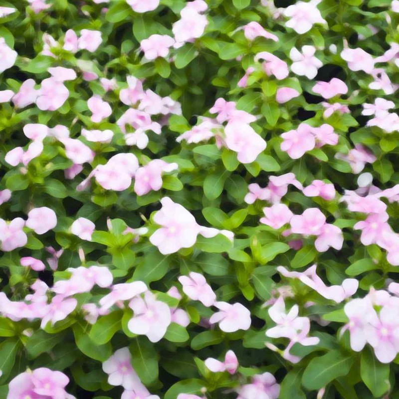 2000 Seeds Drought Tolerant Periwinkle Vinca Rosea Pink Ground Cover Plant Seed gallery