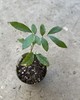 Longan Tree Dimocarpus Dragon Eye Tree 8” Live Plant Tropical Fruit gallery