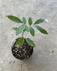 Longan Tree Dimocarpus Dragon Eye Tree 8” Live Plant Tropical Fruit