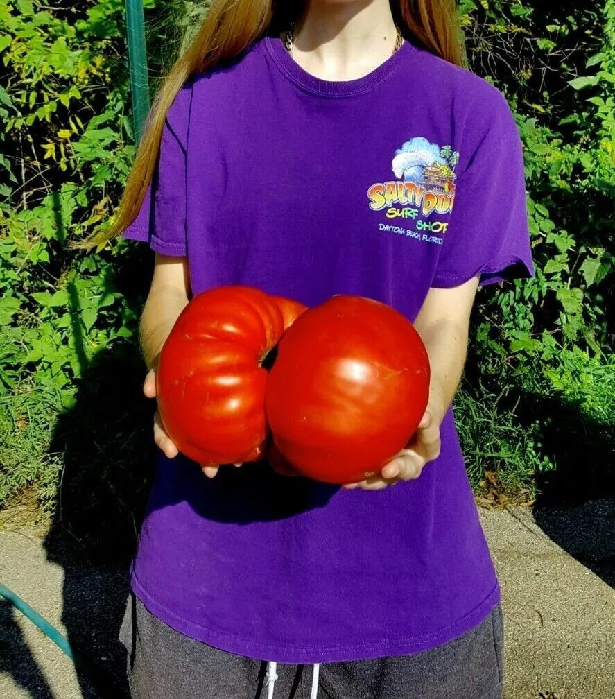 120+ BIG ZAC TOMATO SEEDS - WORLD RECORD SIZE - HUGE ---------------------- RARE gallery