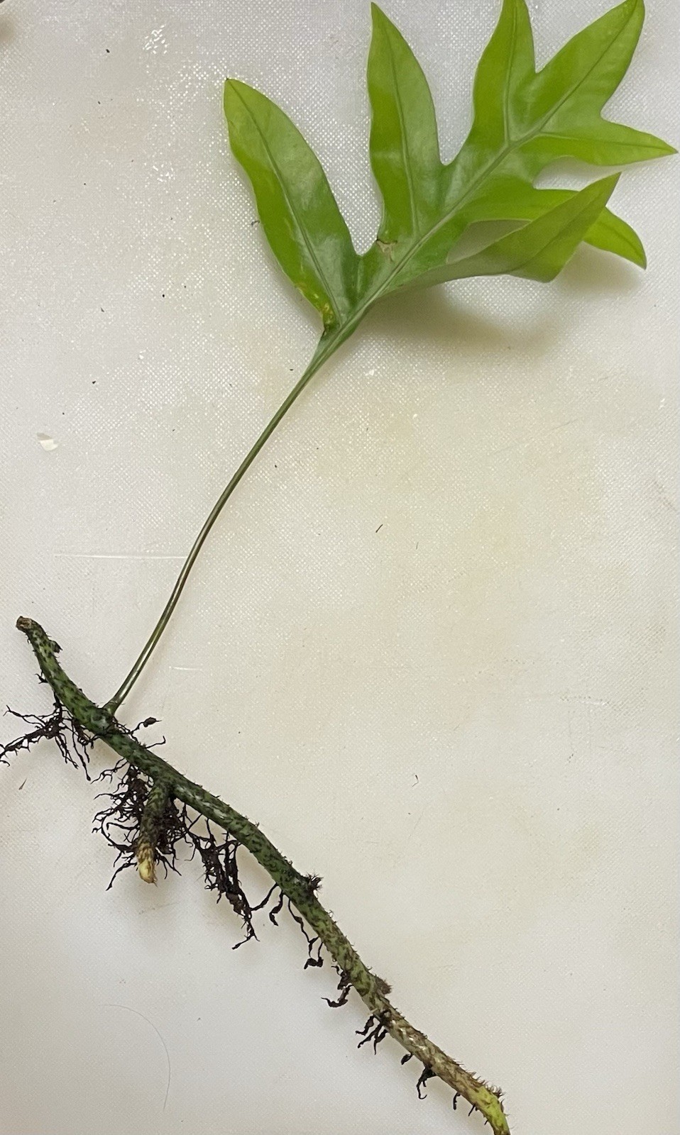 3 HAWAII Laua'e Fern Starter Microsorum scolopendria Monarch Fragrant Lei Ferns gallery