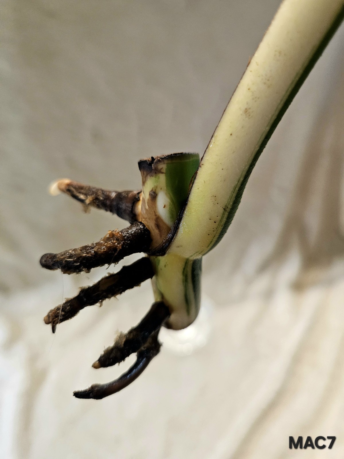 Highly Variegated Monstera Albo Premium Cutting with Fenestrations gallery