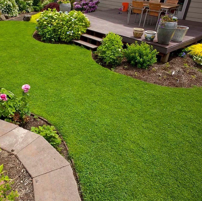 Micro clover seeds 5000-8000 seeds gallery