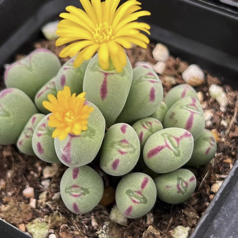 5CM Succulent Plant Conophytum Maughanii Aizoaceae (more than 20 Heads)Beautiful gallery