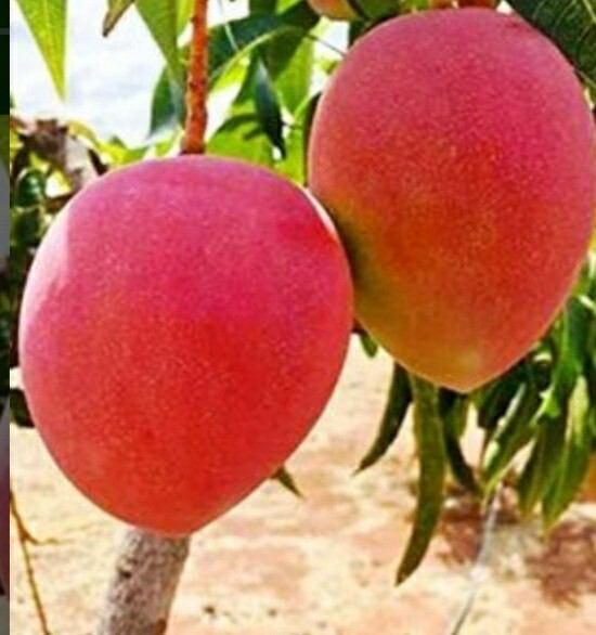 2 Miyazaki Mango Seed. Very Rare Japanese Mango plant Free Shipping gallery