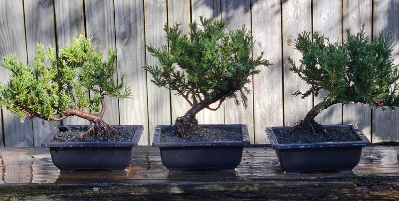Juniper squamata Expansa Parsonii Bonsai In 6 Inch Black Rectangular Plastic Pot gallery