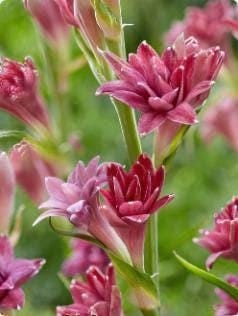 LOVE Double Polianthes Tuberose Bulbs - US Seller gallery