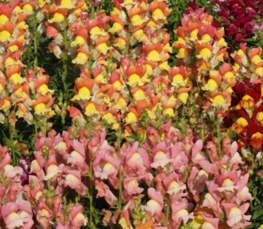 750+ Tetra Snapdragon Seeds **Fresh Seeds** ~~Free Shipping~~ gallery