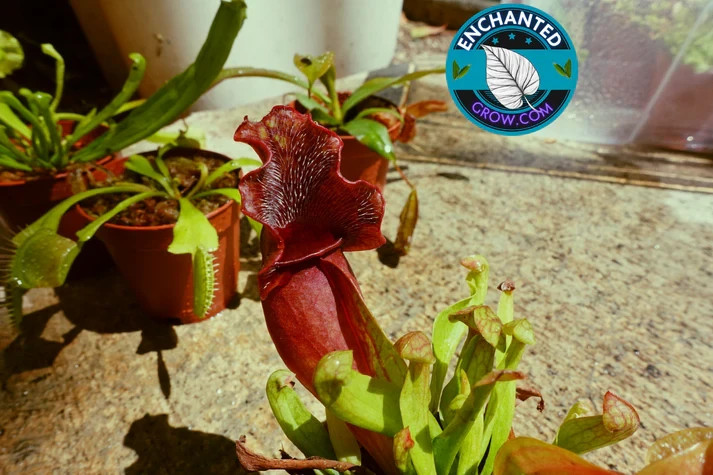 2" Sarracenia Venosa Red Carnivorous Plant gallery