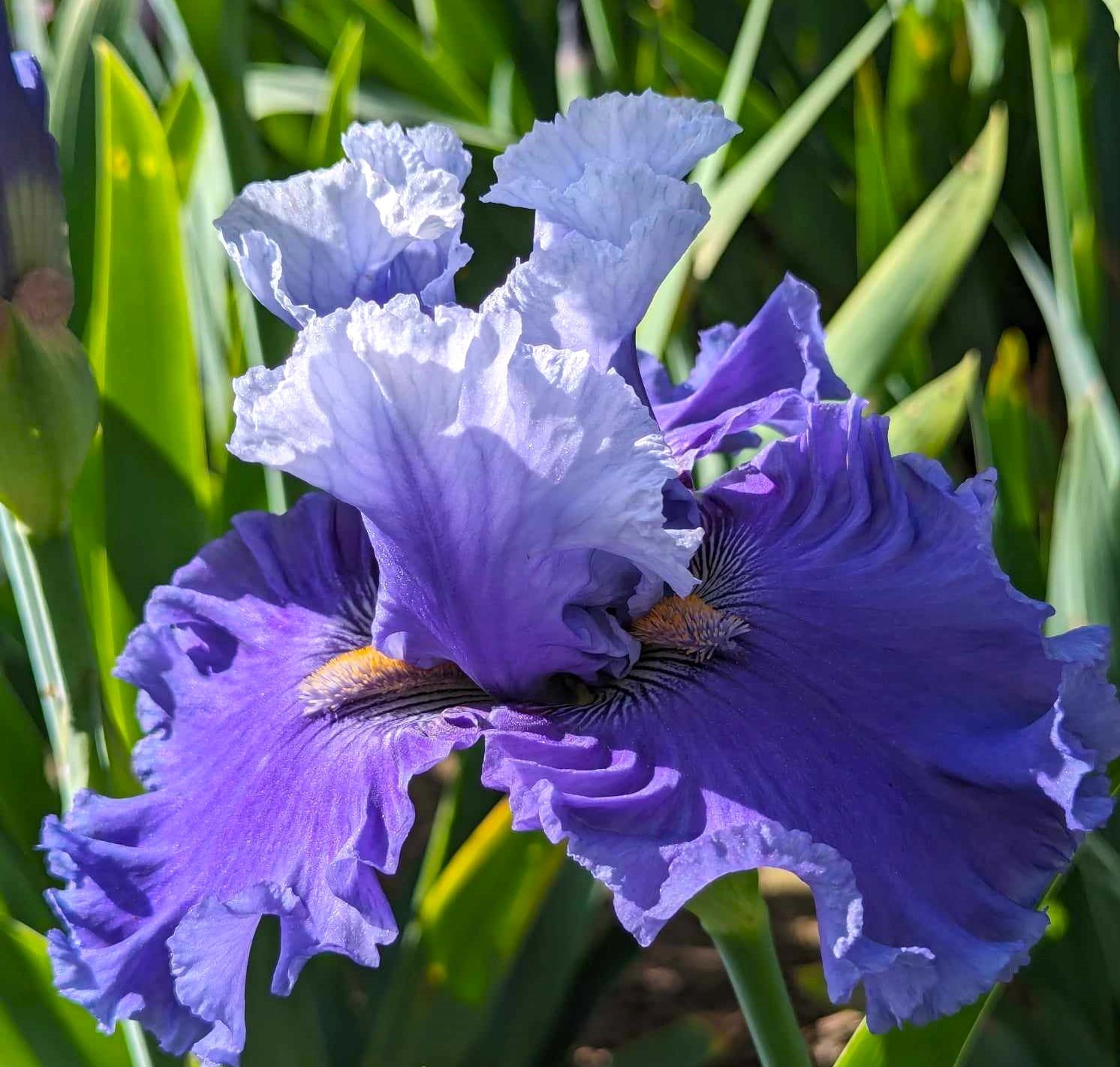 'Major Issue' ﻿ Tall Bearded Iris Rhizome PRE-SALE to Ship Aug/Sept gallery