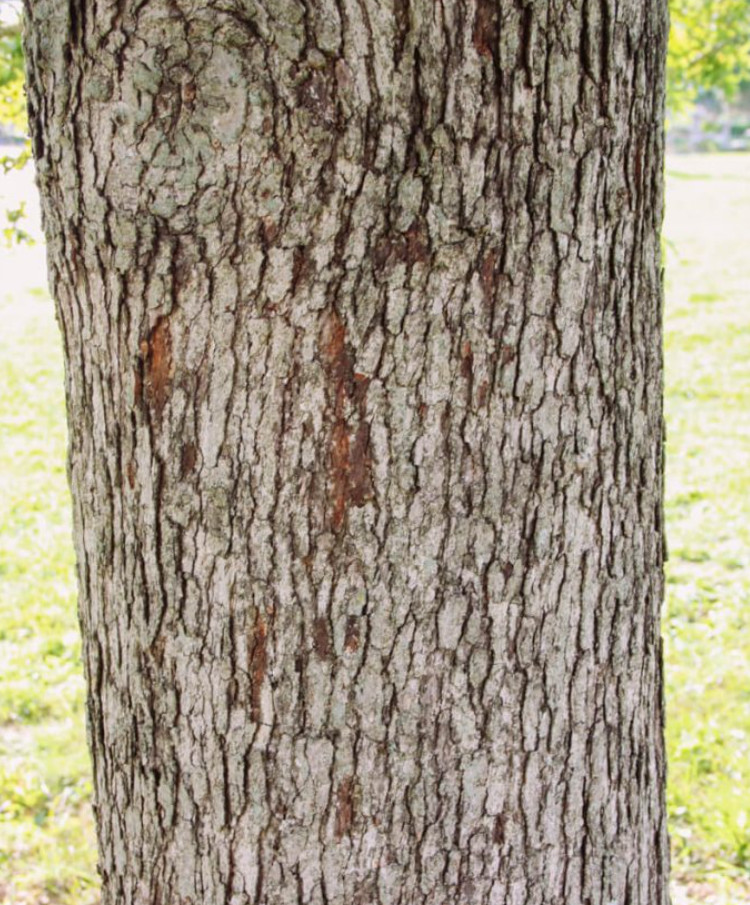 White Oak Tree – Live Seedling in 4" Pot (12–18" Tall) gallery