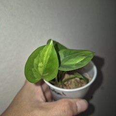 Global Green Pothos – Devils Ivy- Starter Plant Exact Plant 2.5 Inch Cup