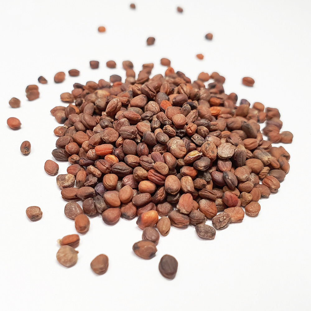 Rambo Radish 4 Ounce Microgreen Sprouting Seeds gallery