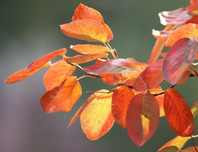 Saskatoon Serviceberry, Amelanchier alnifolia, Seeds gallery