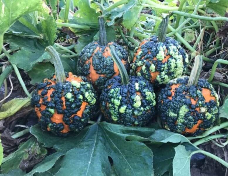 Warty Goblin Pumpkin Seeds for Planting (10 Seeds) gallery