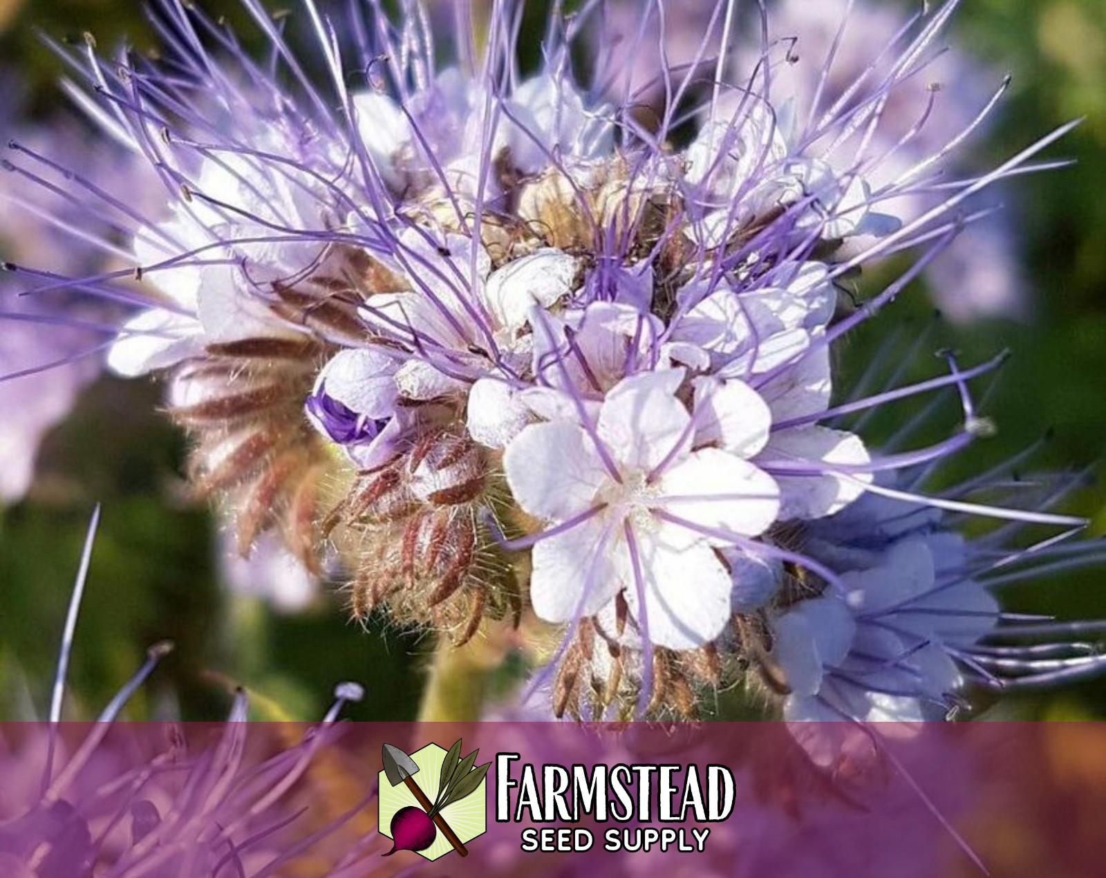 4,200+ Lacy Phacelia Seeds | Native Flower Gardening, Phacelia tanacetifolia gallery