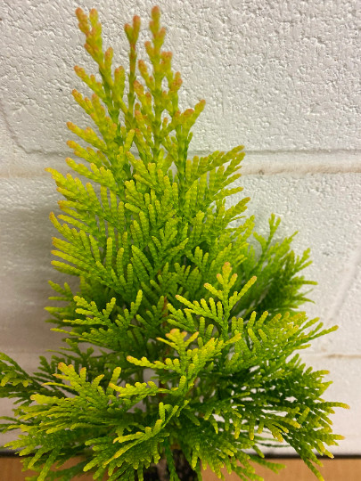Golden Arborvitae (thuja plicata) tree qt pot gallery