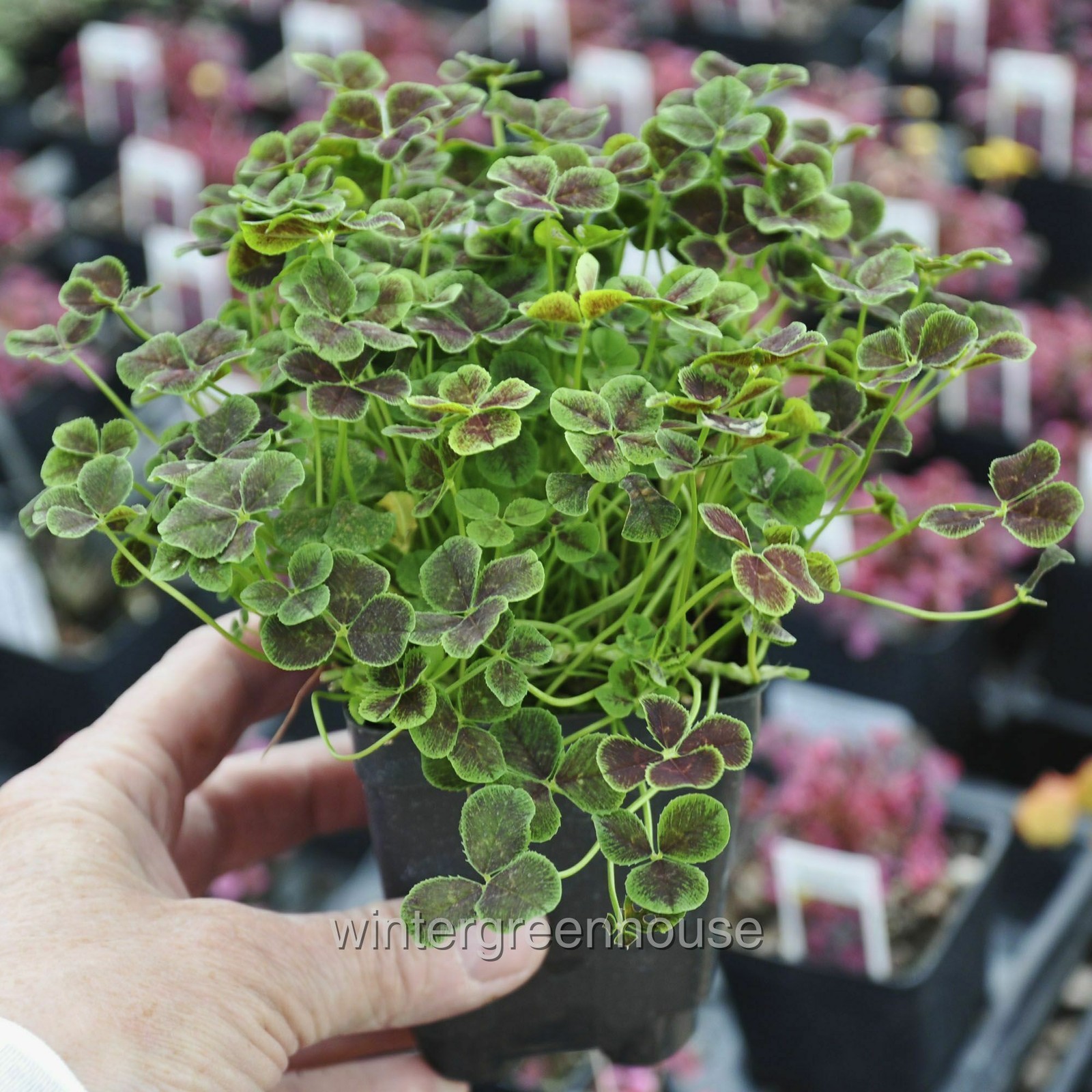Trifolium repens Atropurpureum, Dutch Clover, Container Size: 3" (2.6x3.5") gallery