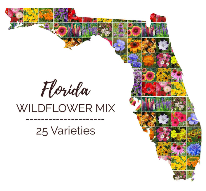 Wildflower Mix FLORIDA Mix Perennials Annuals 25 Flower Types Non-GMO 1000 Seeds gallery