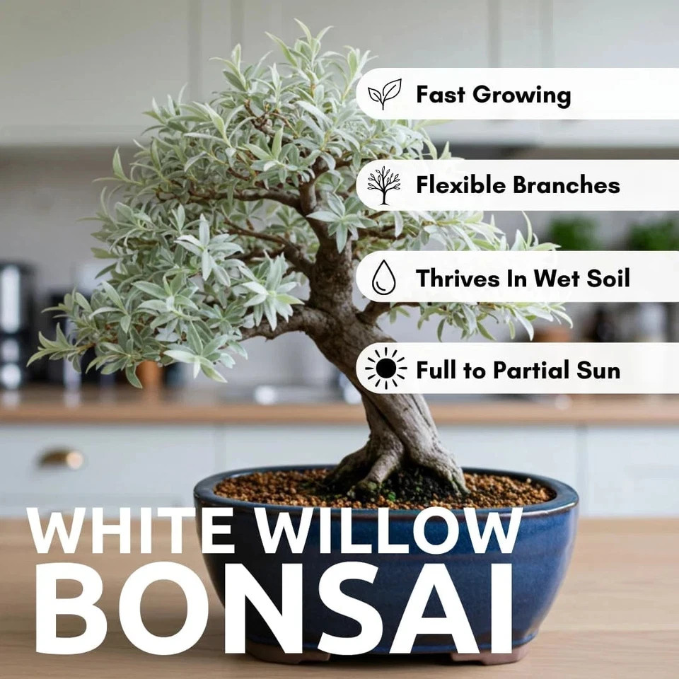 Live Dwarf White Willow Bonsai Tree - Stunning Silvery-Green Leaves FREE SHIP... gallery