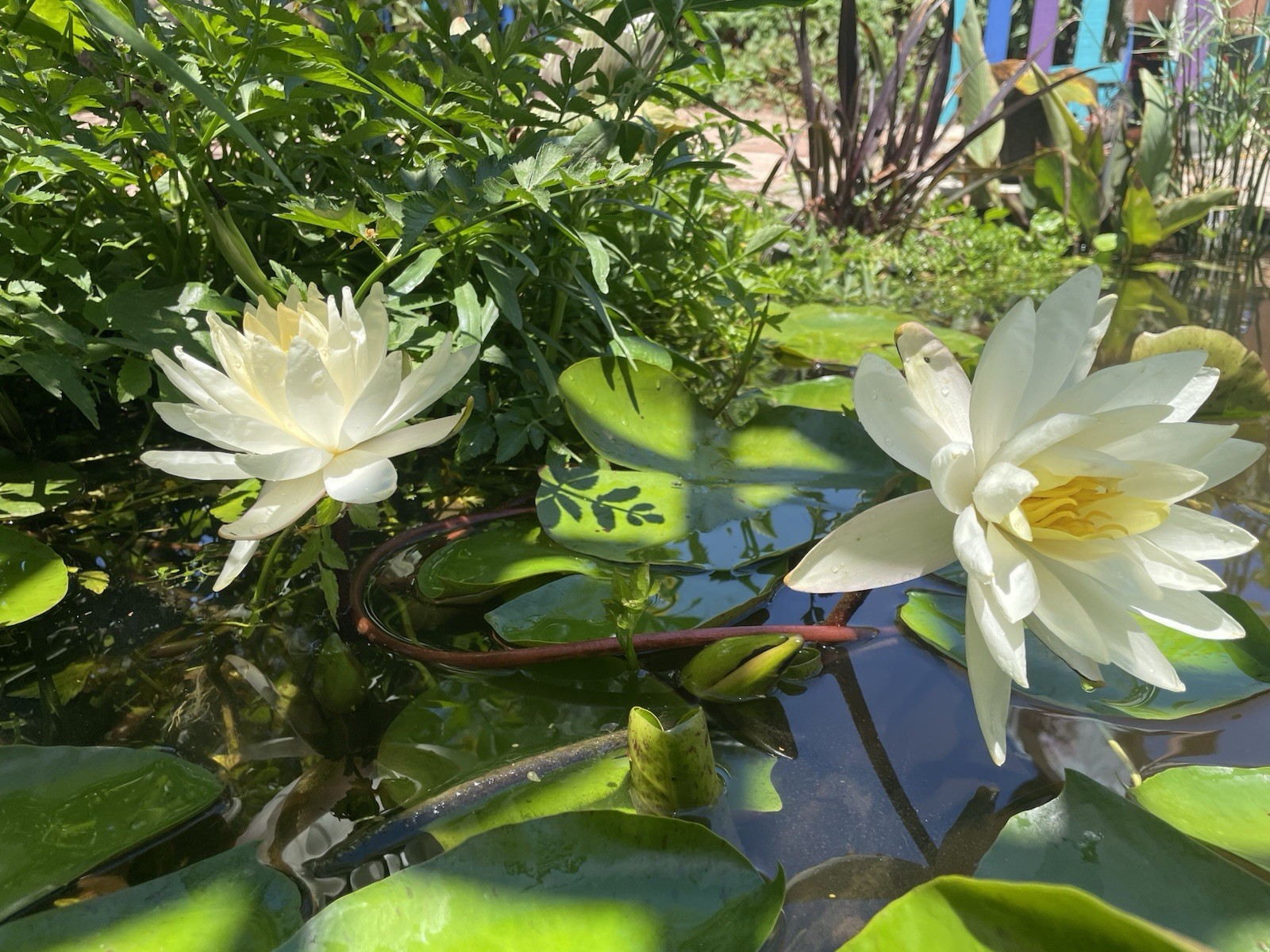 Virginia White Cold Hardy Water Lily / Mature Blooming Size gallery