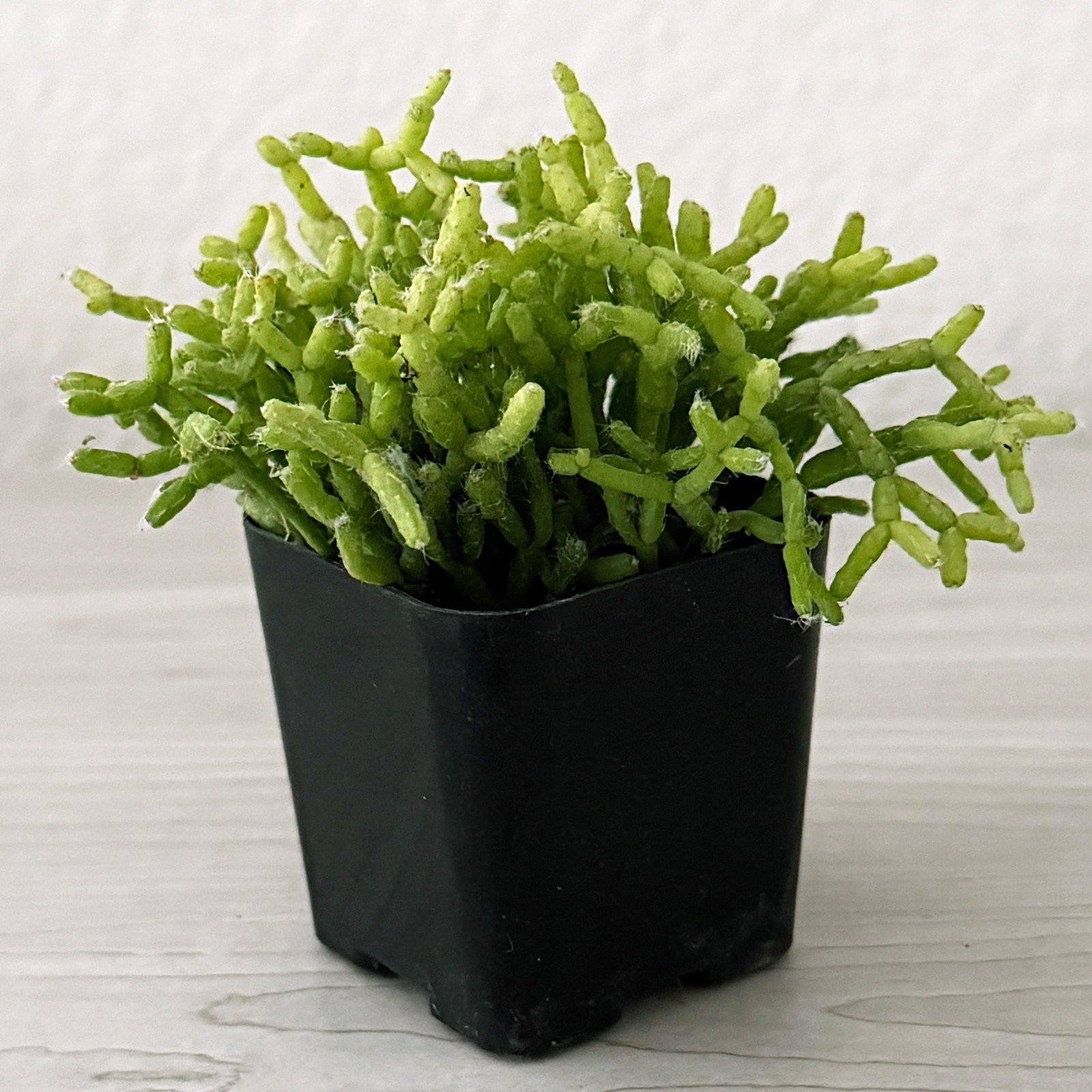 Cactus Pot Plant -Rhipsalis Cereuscula Coral Cactus - In 2" Pot gallery